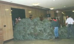 Christmas tree laying down